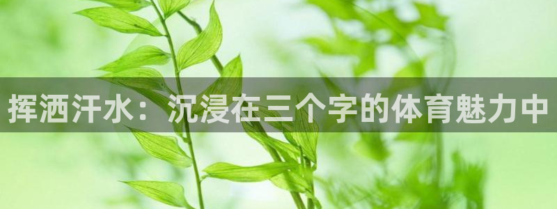 星澳娱乐公司地址